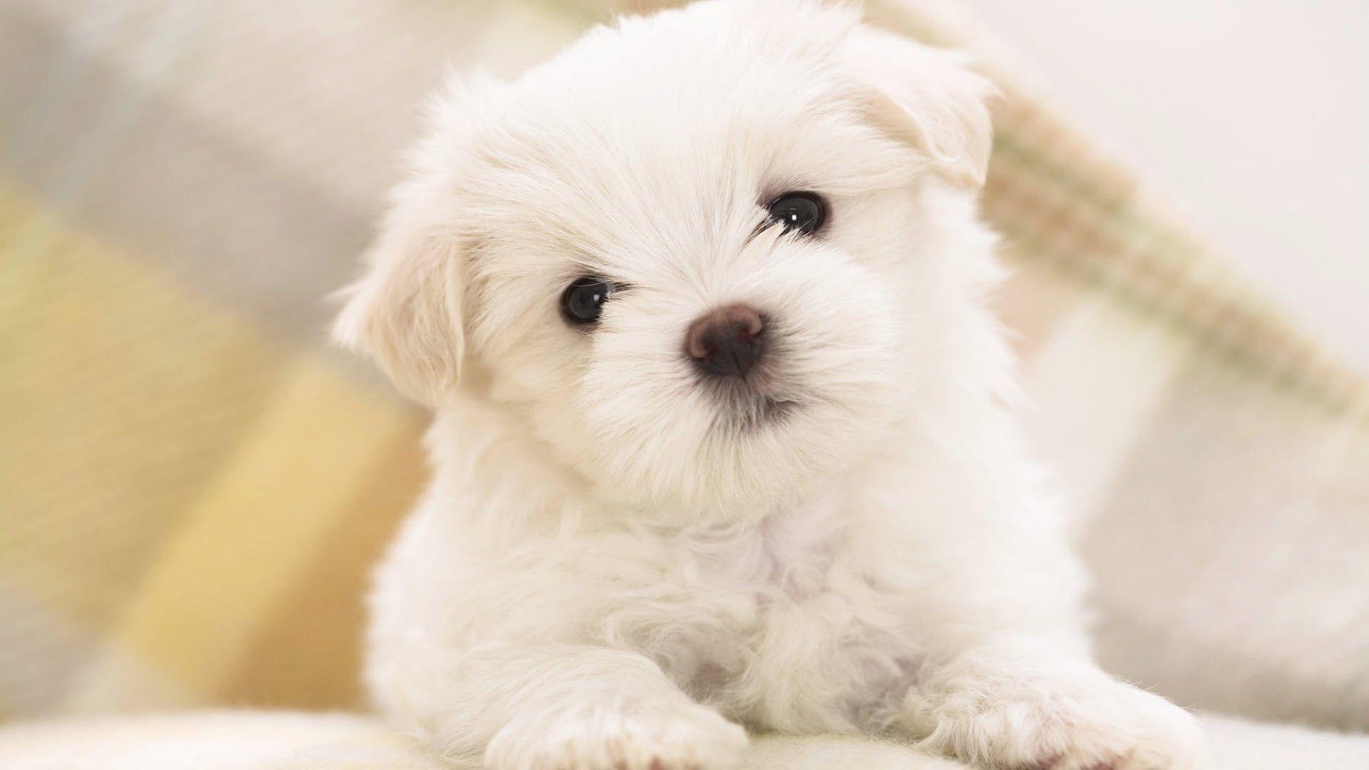 1920x1080 Baby Dog Wallpaper (the best image in 2018), Desktop