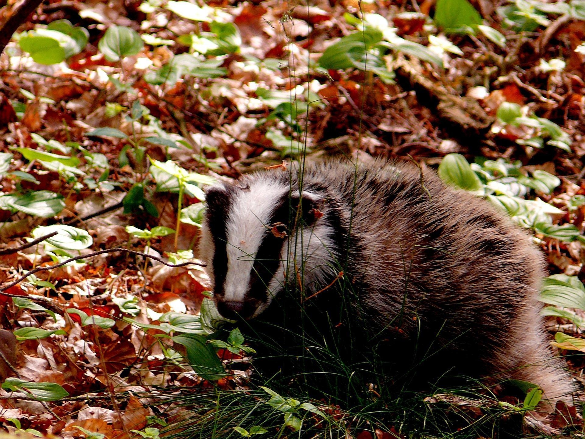 1920x1440 Badger Wallpaper HD for Android, Desktop