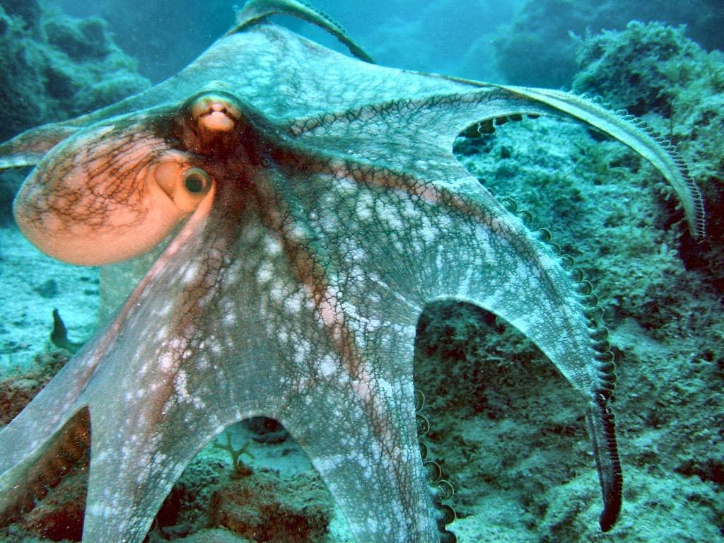 1030x770 octopus wallpaper, Desktop