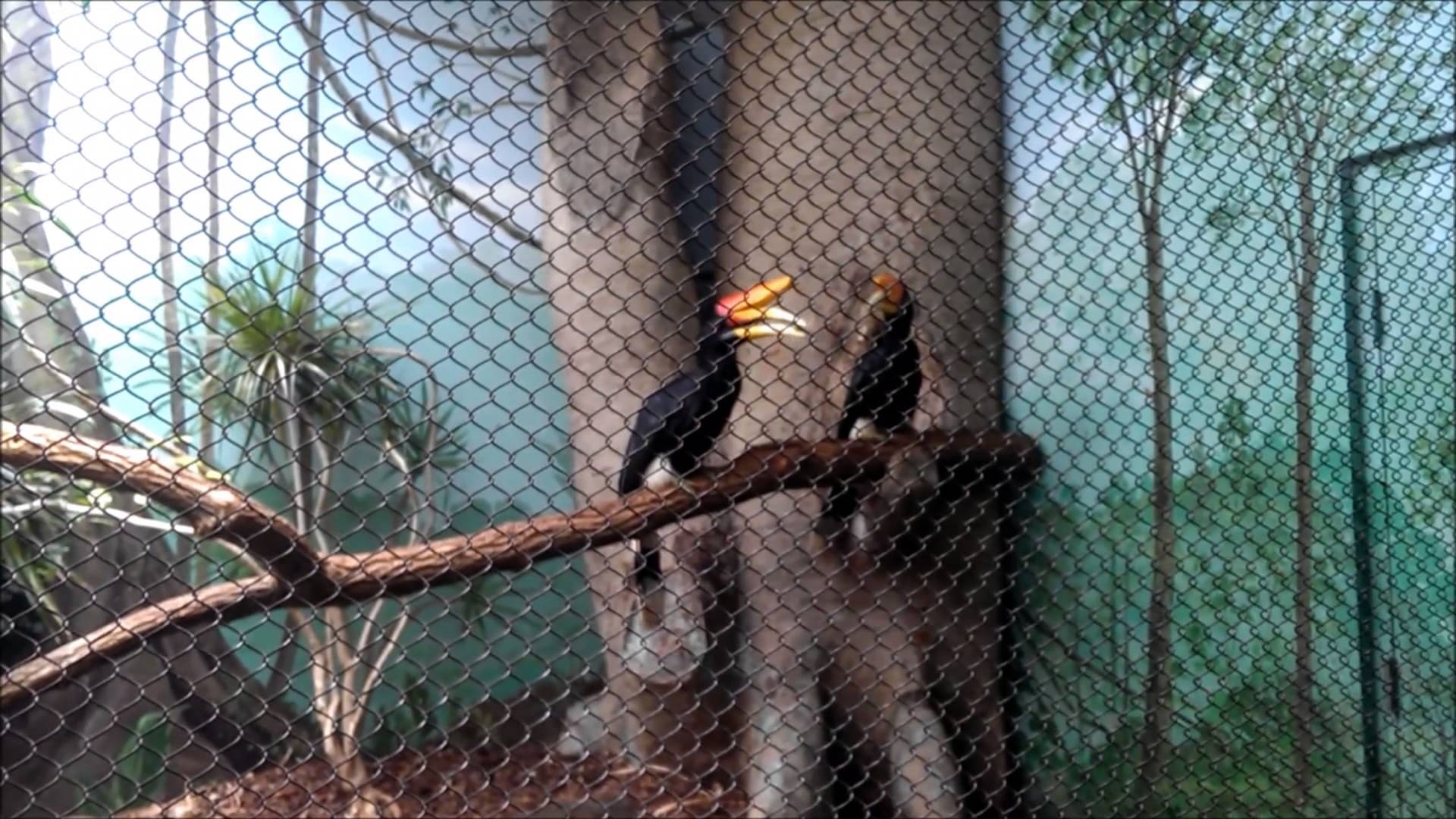 1920x1080 Rhinoceros Hornbill, Desktop