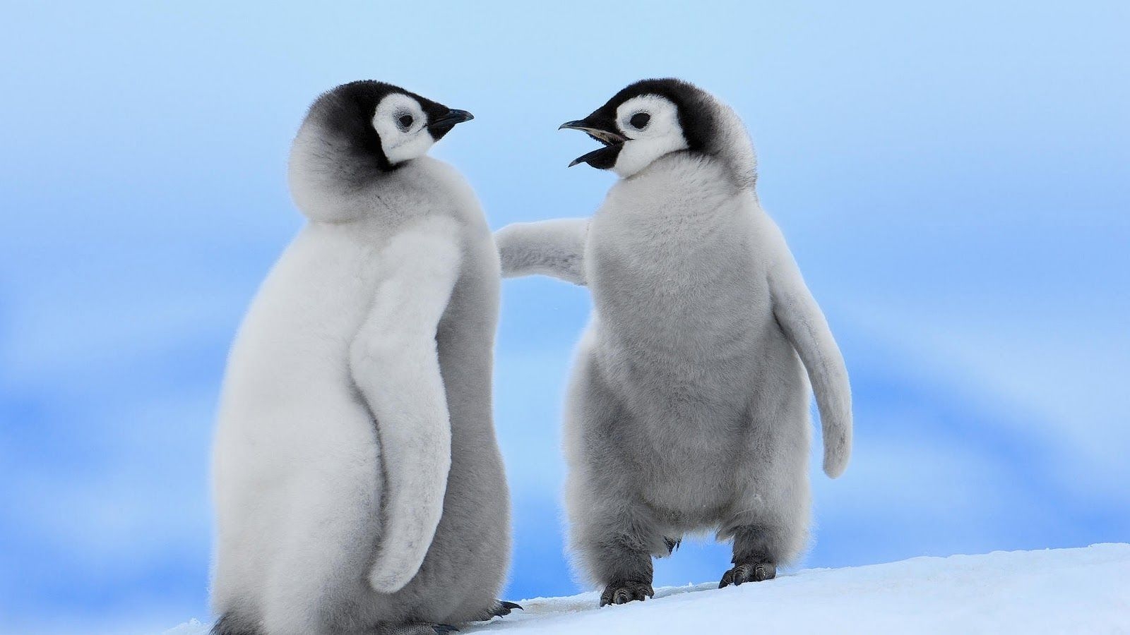 1600x900 Cute Baby Penguins wallpaperx900, Desktop