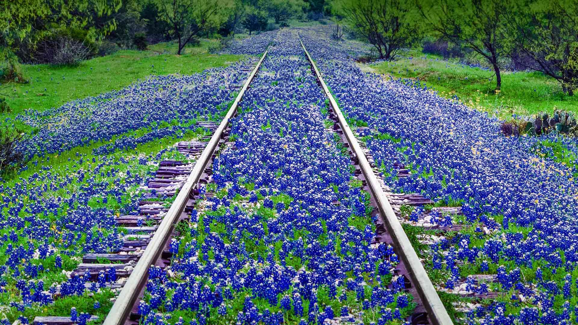 1920x1080 Texas Bluebonnets, Desktop