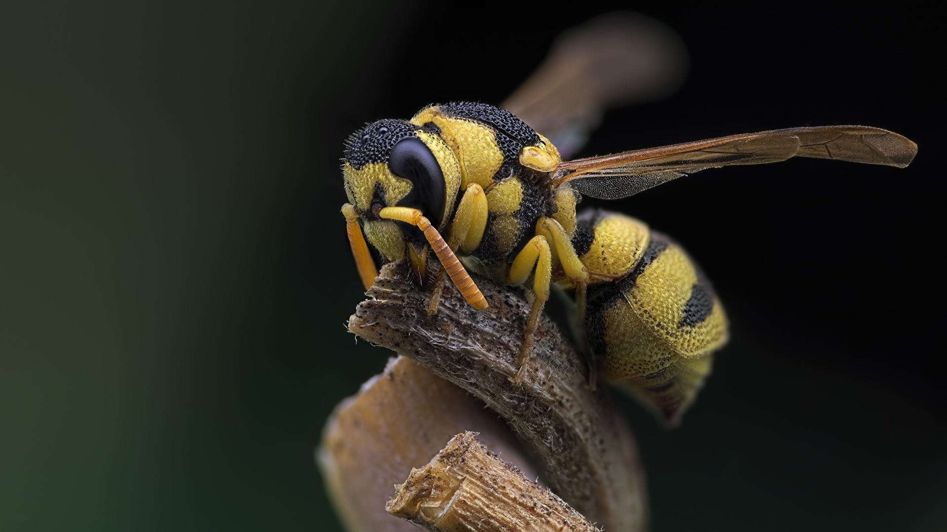 1920x1080 Picture animal Insects Wasp Closeup, Desktop