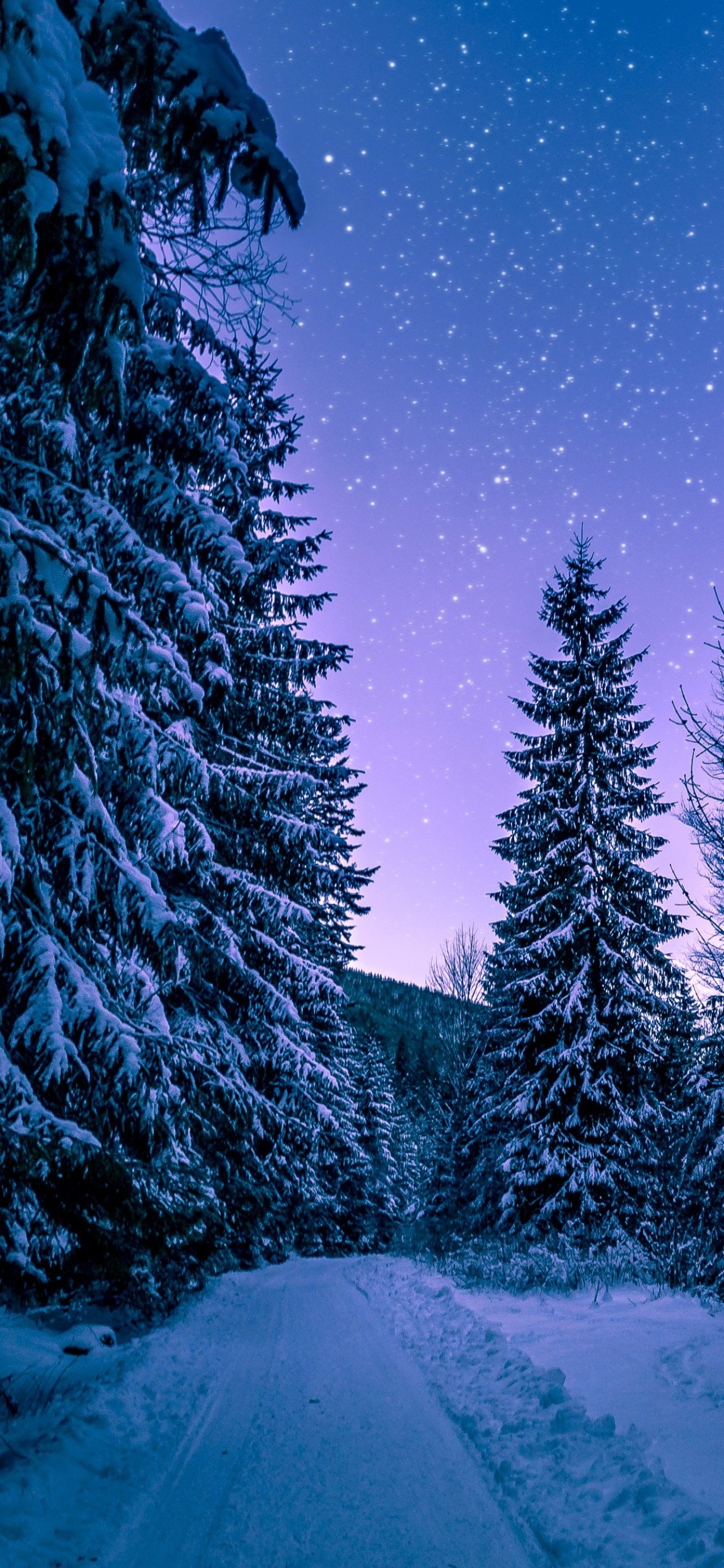 1290x2780 Snowy Trees Wallpaper 4K, Winter, Forest, Frozen, Nature, Phone