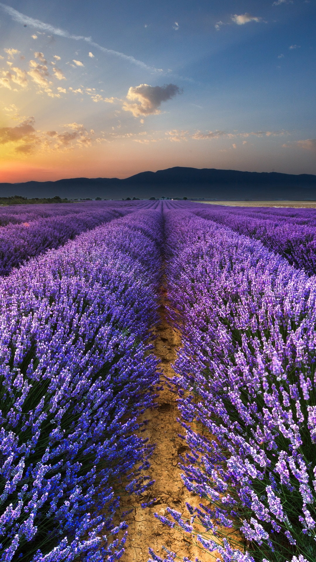 1080x1920 Lavender Field Flowers Wallpaper - [], Phone