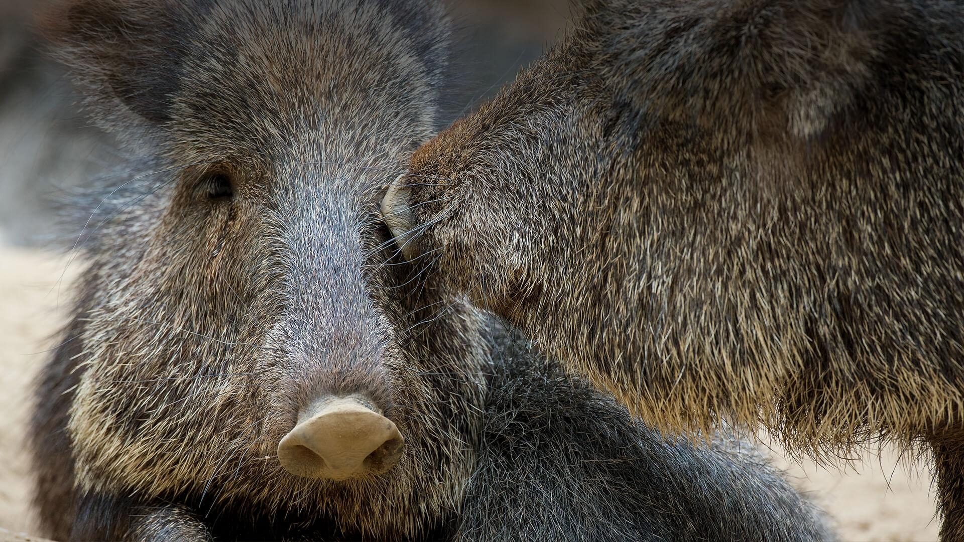 1920x1080 Peccary. San Diego Zoo Animals & Plants, Desktop