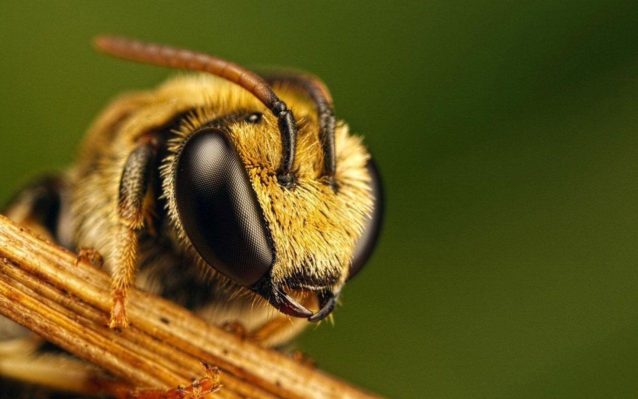 1280x800 Latest Bee HD Wallpaper Image And Photo Free Download, Desktop