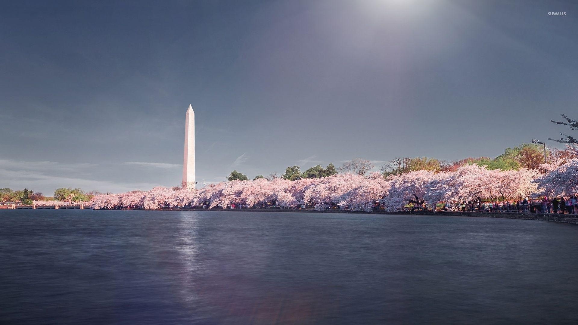 1920x1080 Cherry blossoms near Washington Monument wallpaper, Desktop