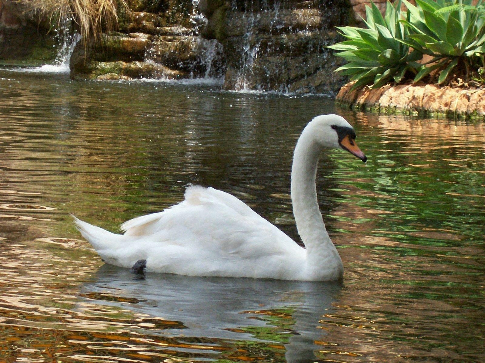 1600x1200 Swan in the lake wallpaper, Desktop