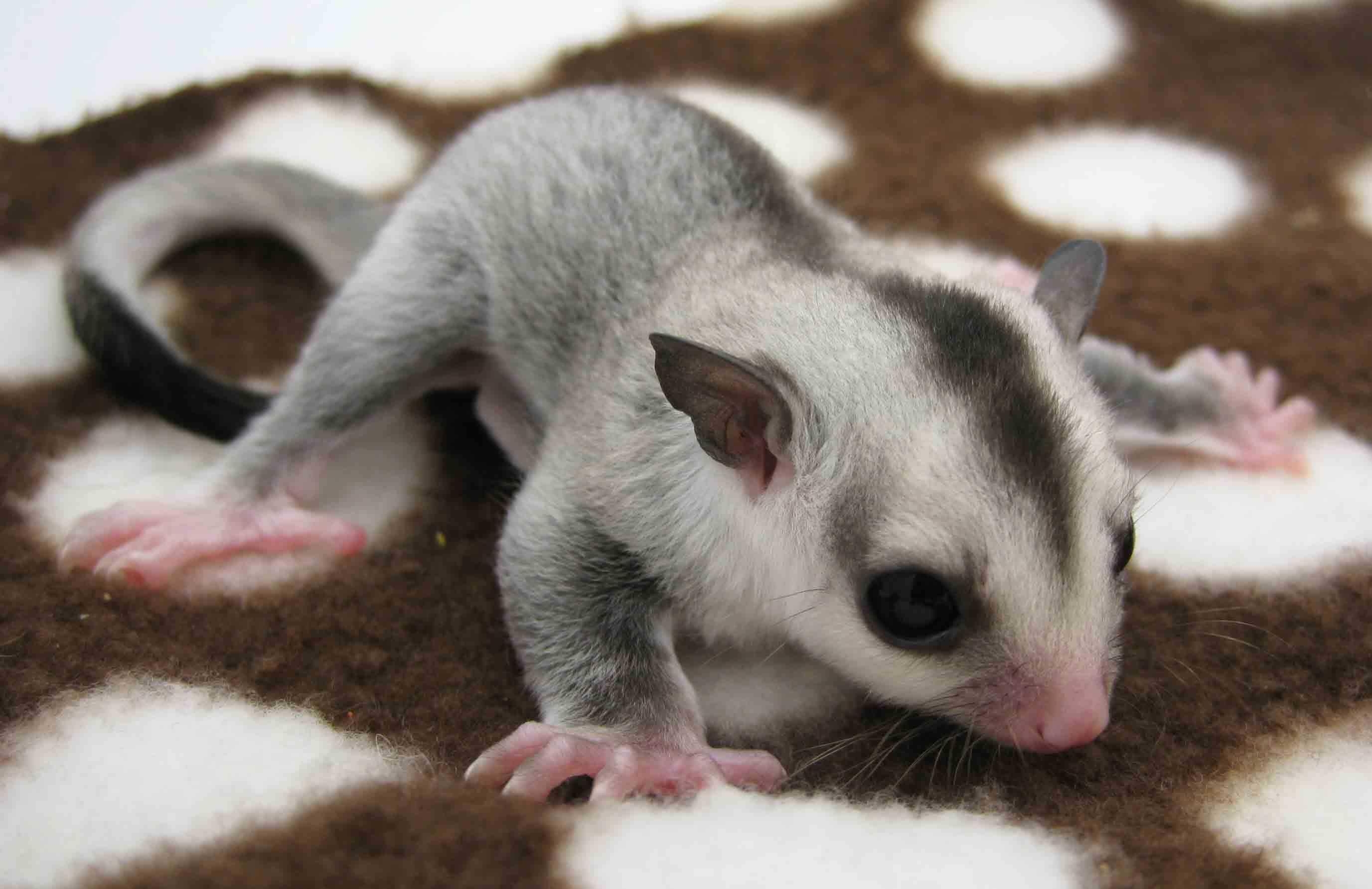 2760x1790 Sugar Glider Wallpaper, Desktop