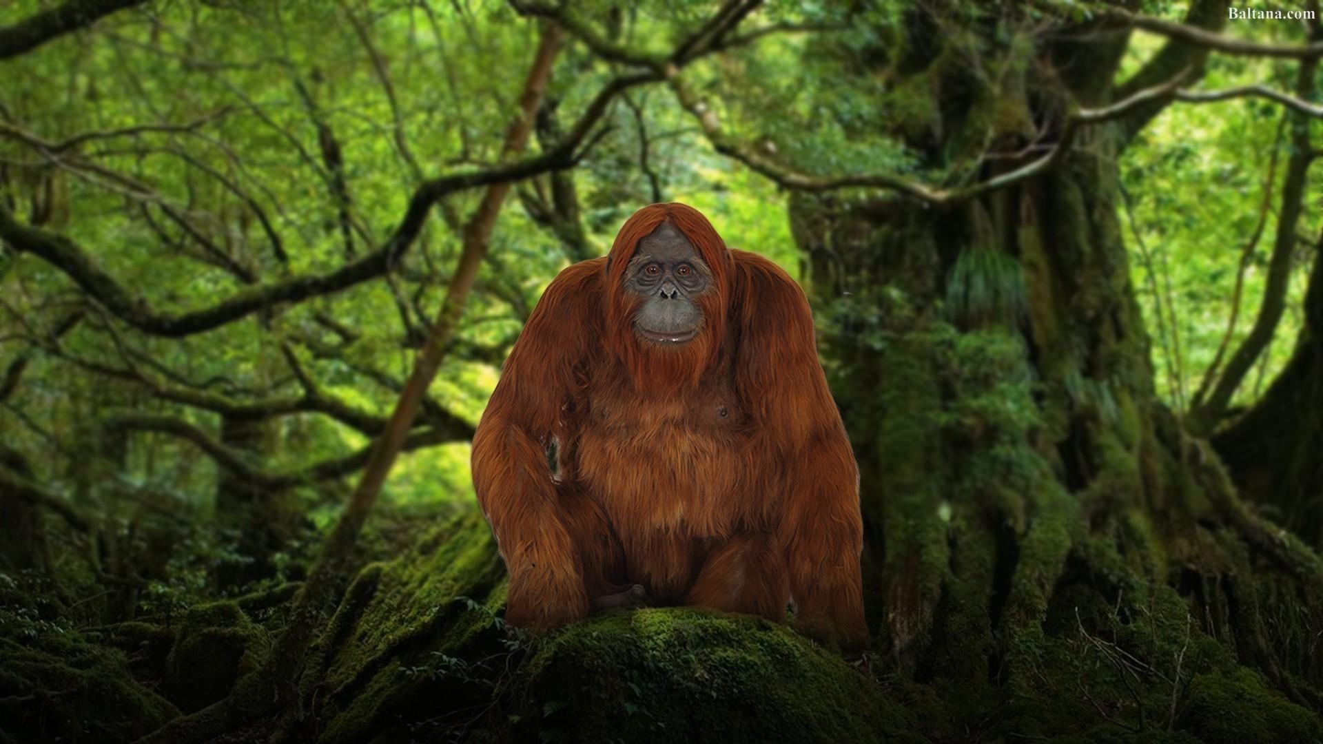 1920x1080 Orangutan High Definition Wallpaper 31616, Desktop