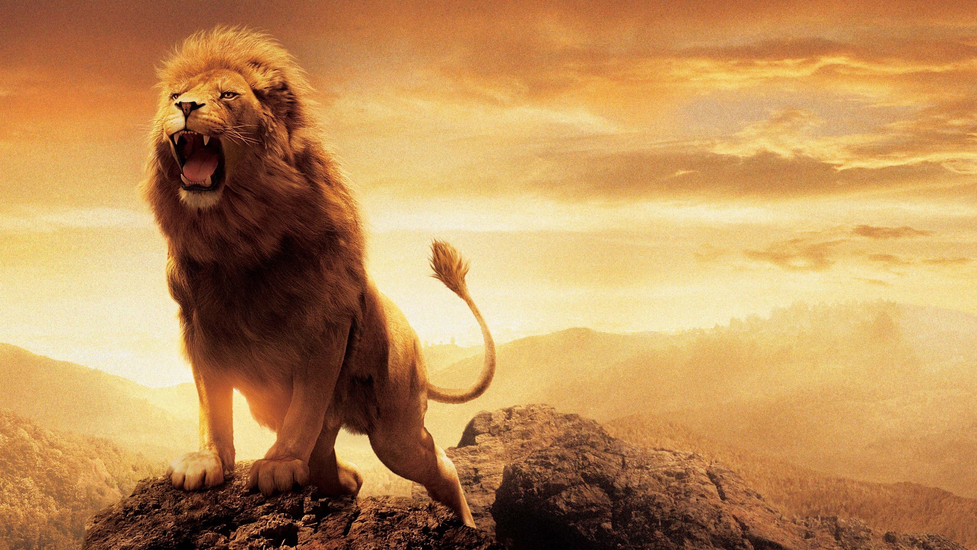 3840x2160 Free download Lion of Judah Wallpaper [] for your Desktop, Desktop