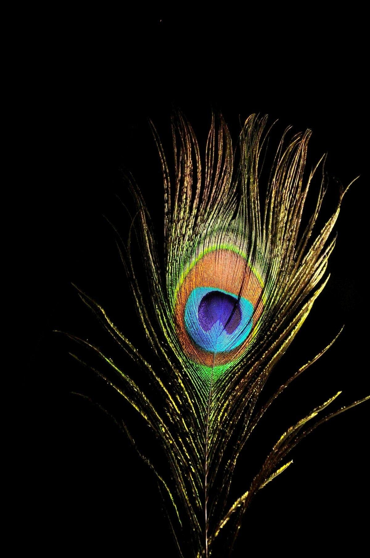 1200x1810 Peacock. Krishna, Lord krishna wallpaper, Peacock feather art, Phone