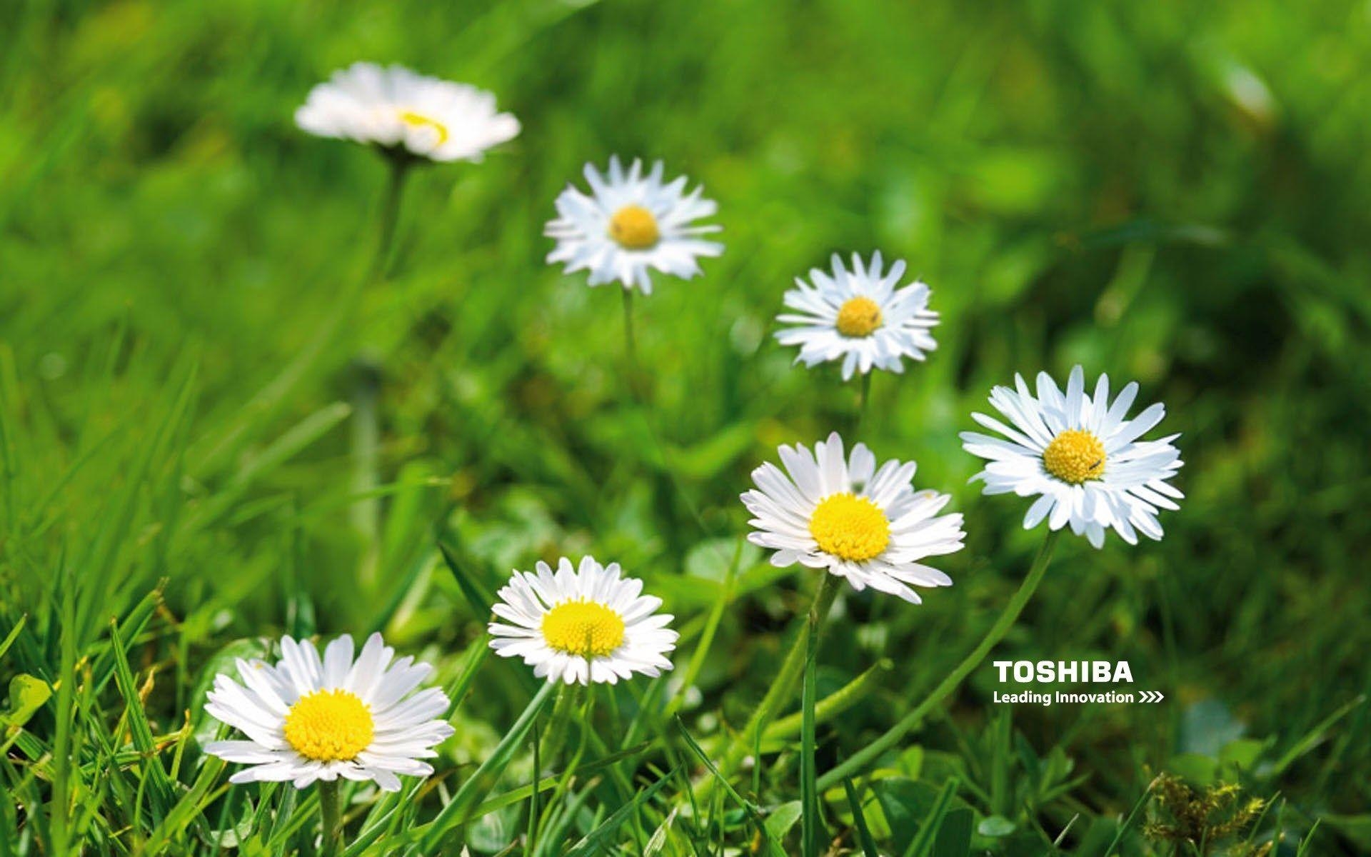 1920x1200 new toshiba wallpaper, Desktop