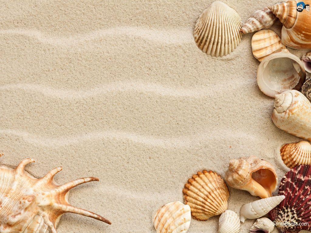 1030x770 Sea Shell Wallpaper Free Sea Shell Background, Desktop