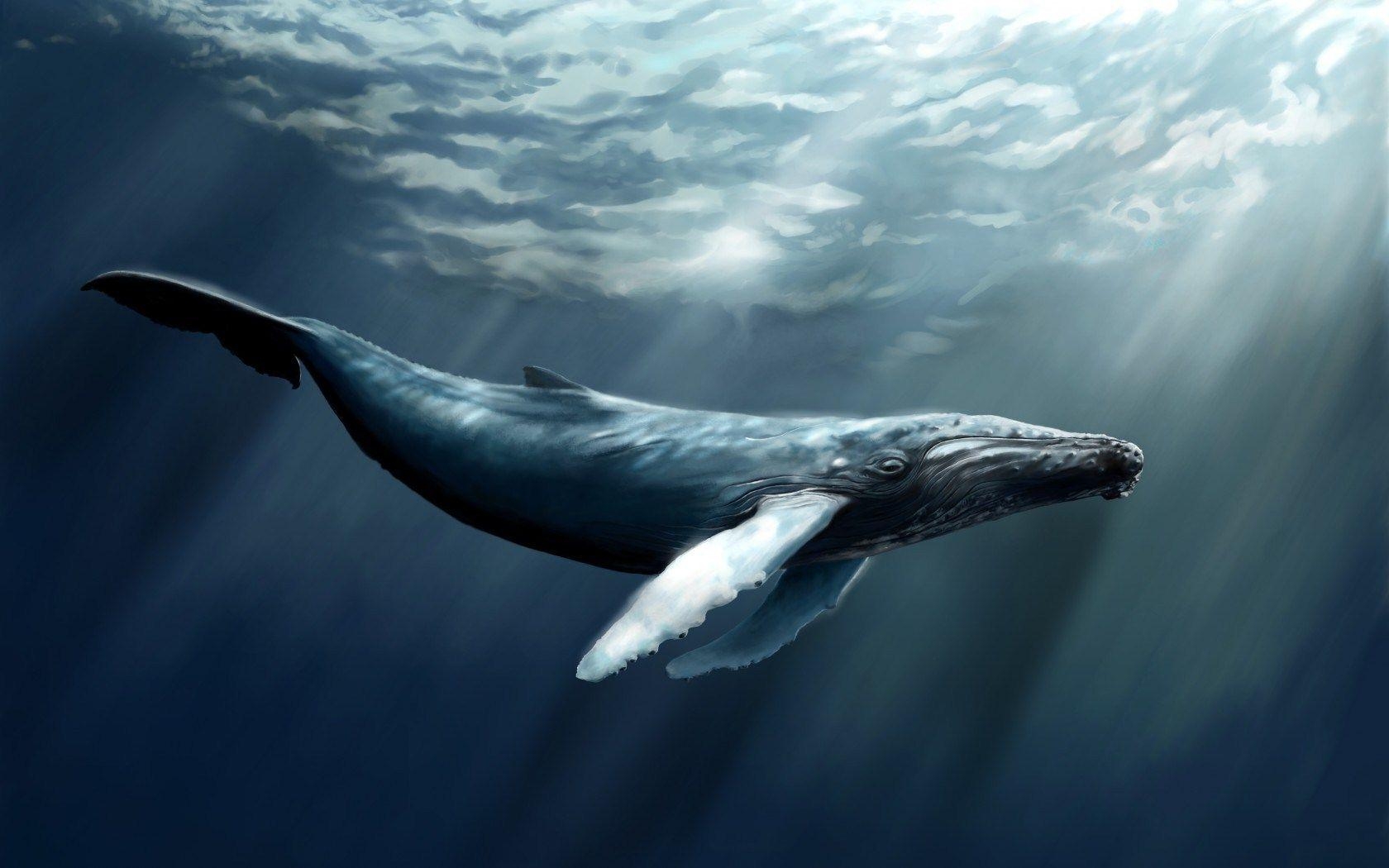 1680x1050 Some bowhead whales alive today are over 200 years old.13, Desktop