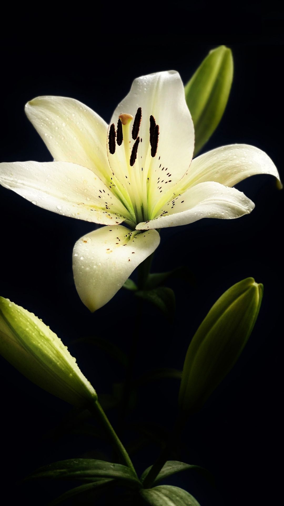 1080x1920 Lily Flower Wallpaper Free Lily Flower Background, Phone