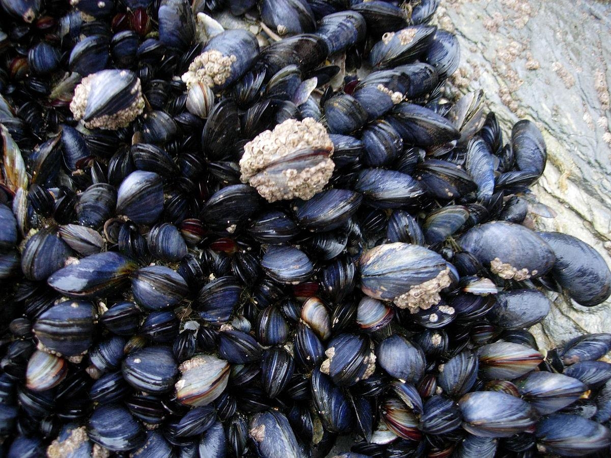 1200x900 Mussels wallpaper, Food, HQ Mussels pictureK, Desktop