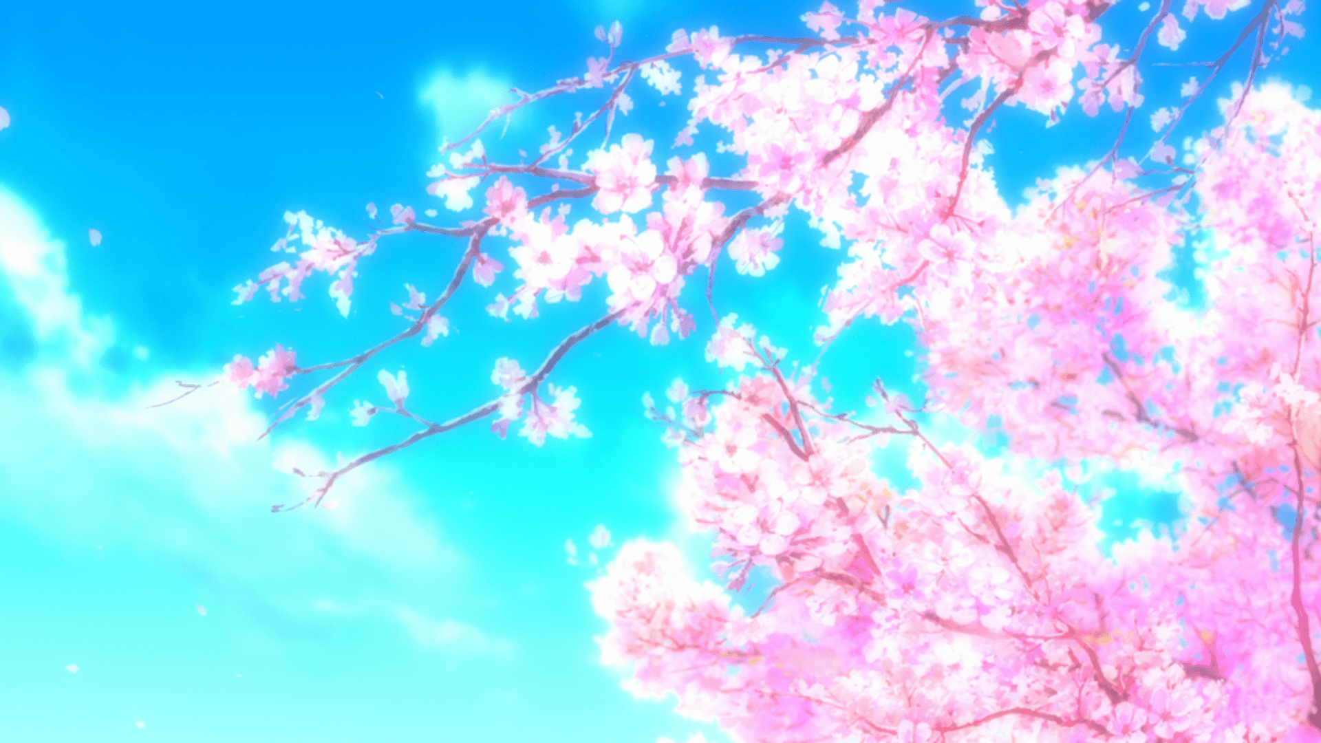 1920x1080 Cherry Blossom HD Wallpaper and Background Image, Desktop