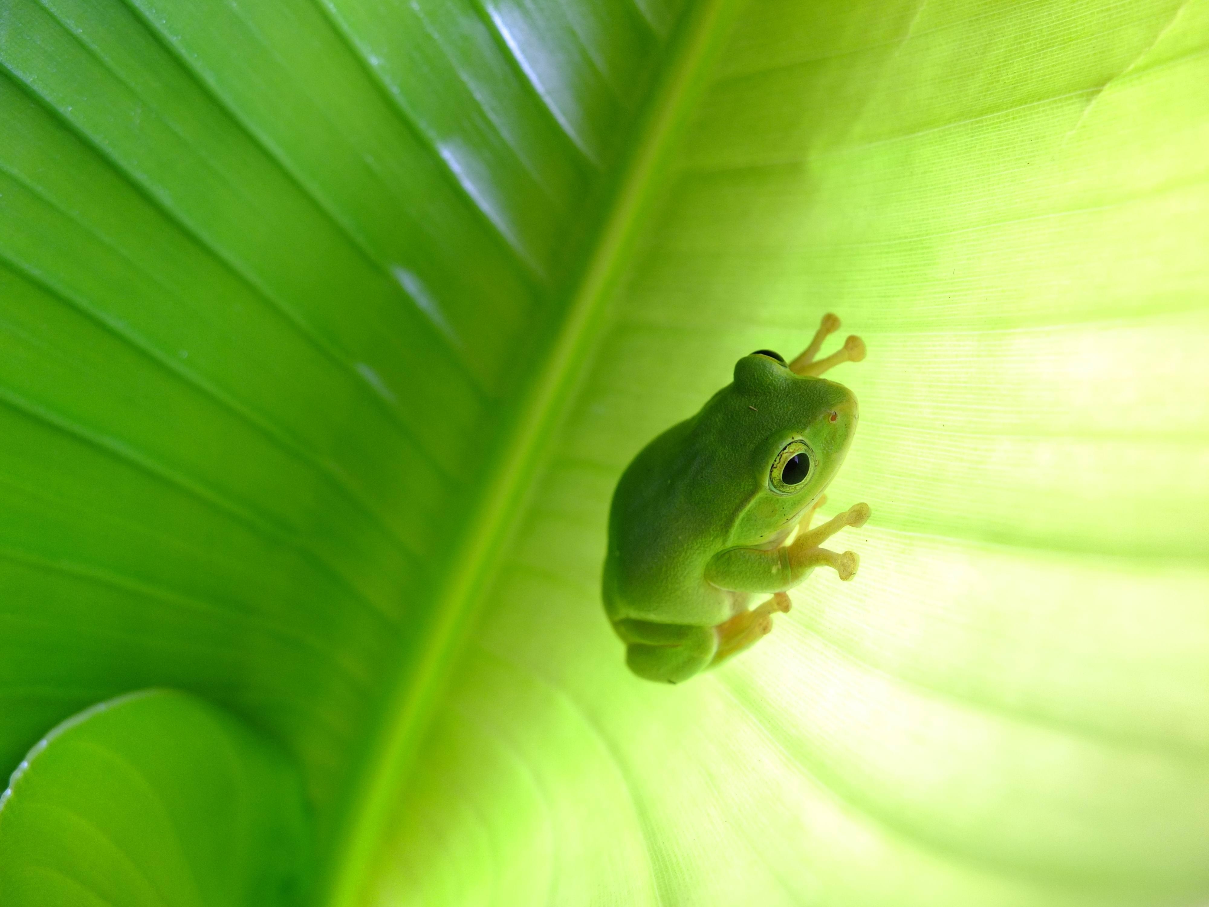 4000x3000 Green, tree frog, animals, nature, image, Desktop
