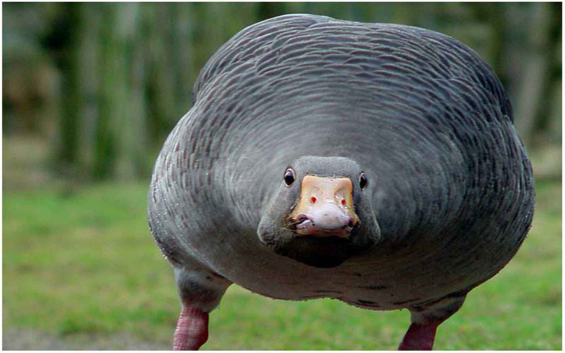 1920x1200 Angry Goose, Desktop