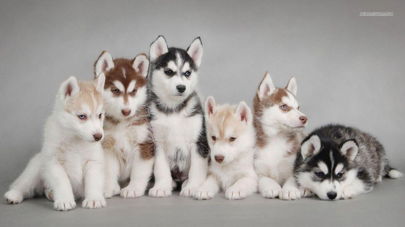 1370x770 Siberian Husky Puppy HD Wallpaper. Wallpaper. Husky, Desktop