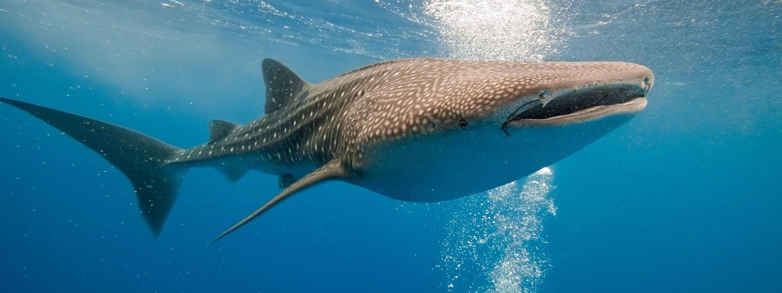 1600x600 Whale shark. Wallpaper list, Dual Screen