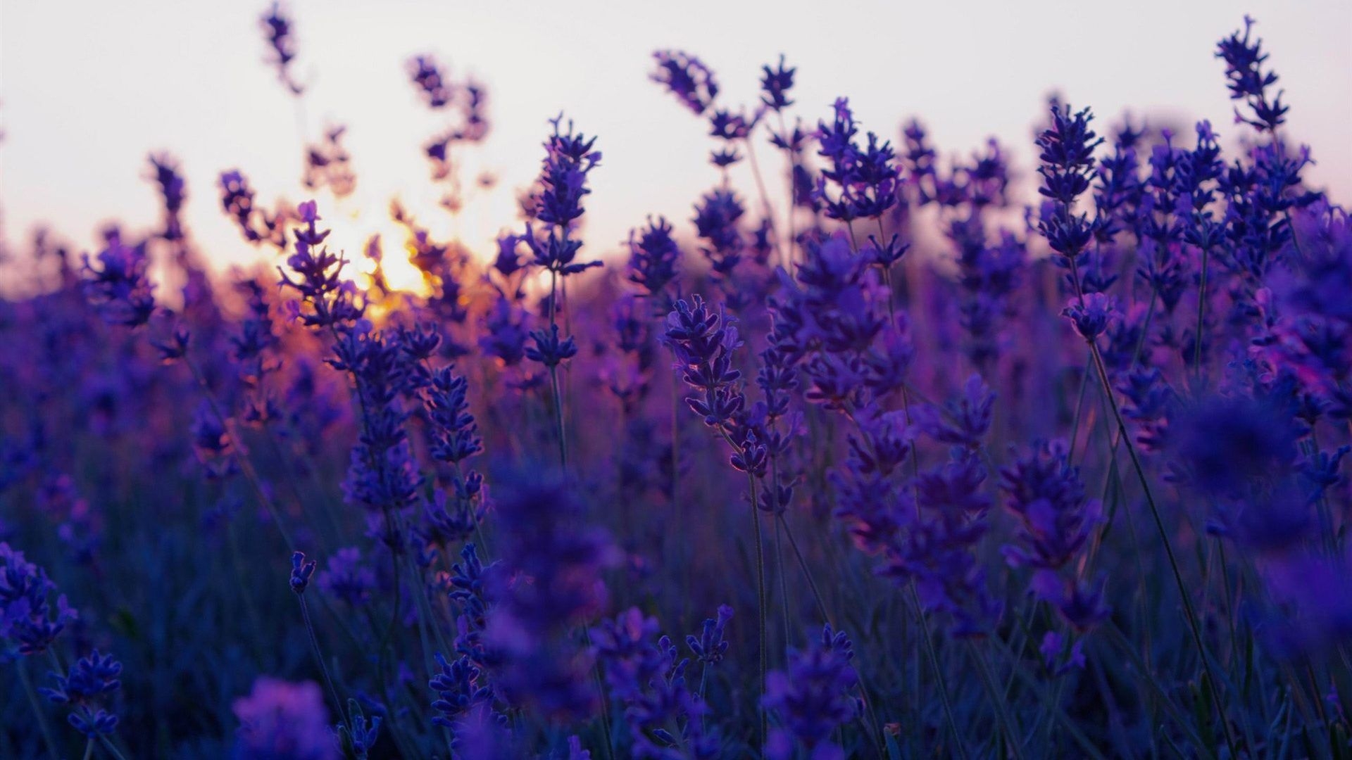 1920x1080 Aesthetic Background HD Free Download For PC Desktop. Purple flowers wallpaper, Flower background wallpaper, Field wallpaper, Desktop