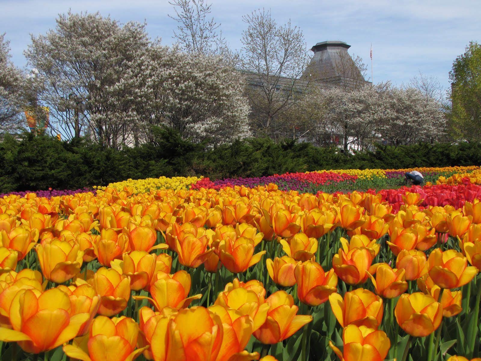 1600x1200 wallpaper: Ottawa Tulips, Desktop