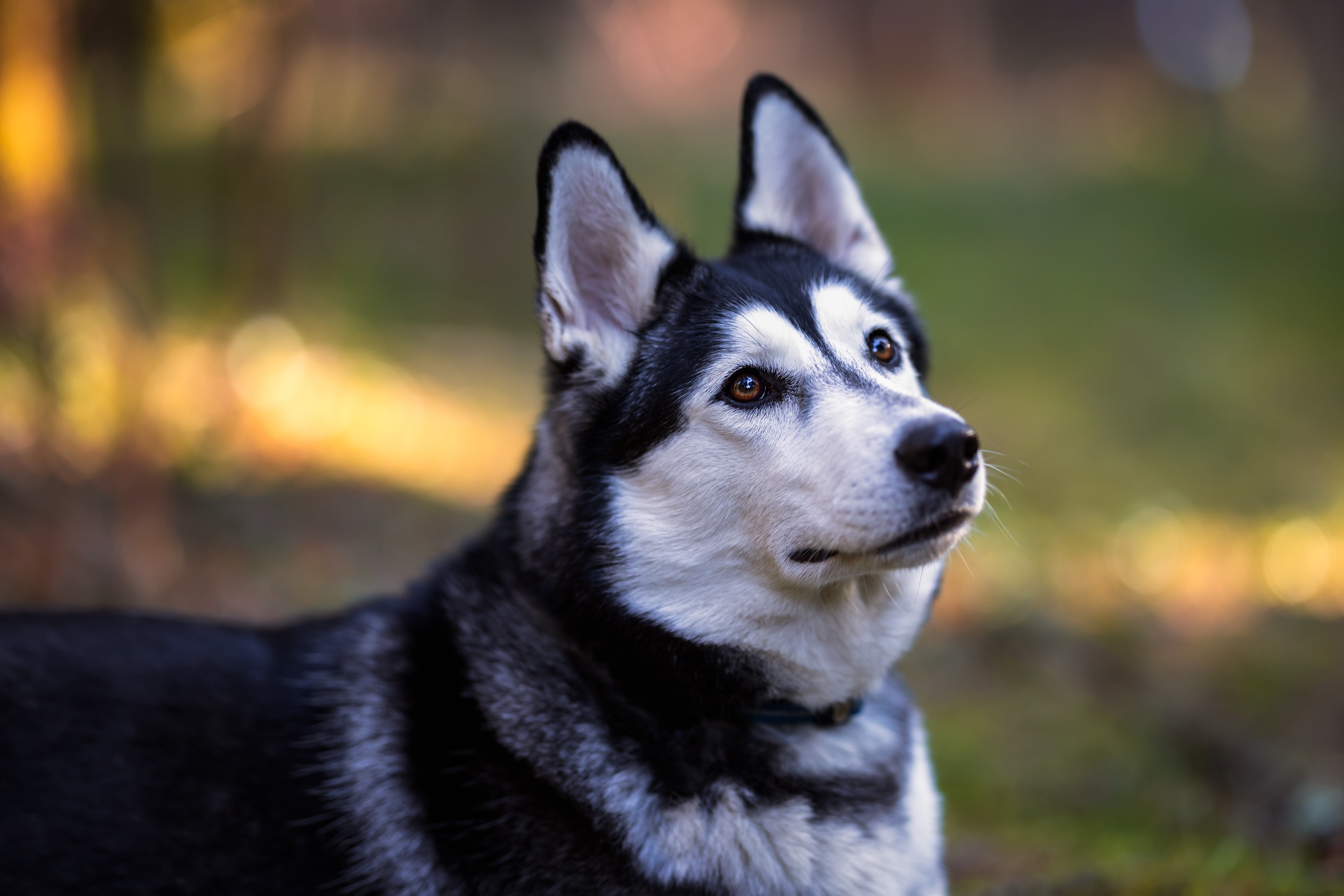 4100x2740 Husky 4K Gallery HD Wallpaper, Desktop