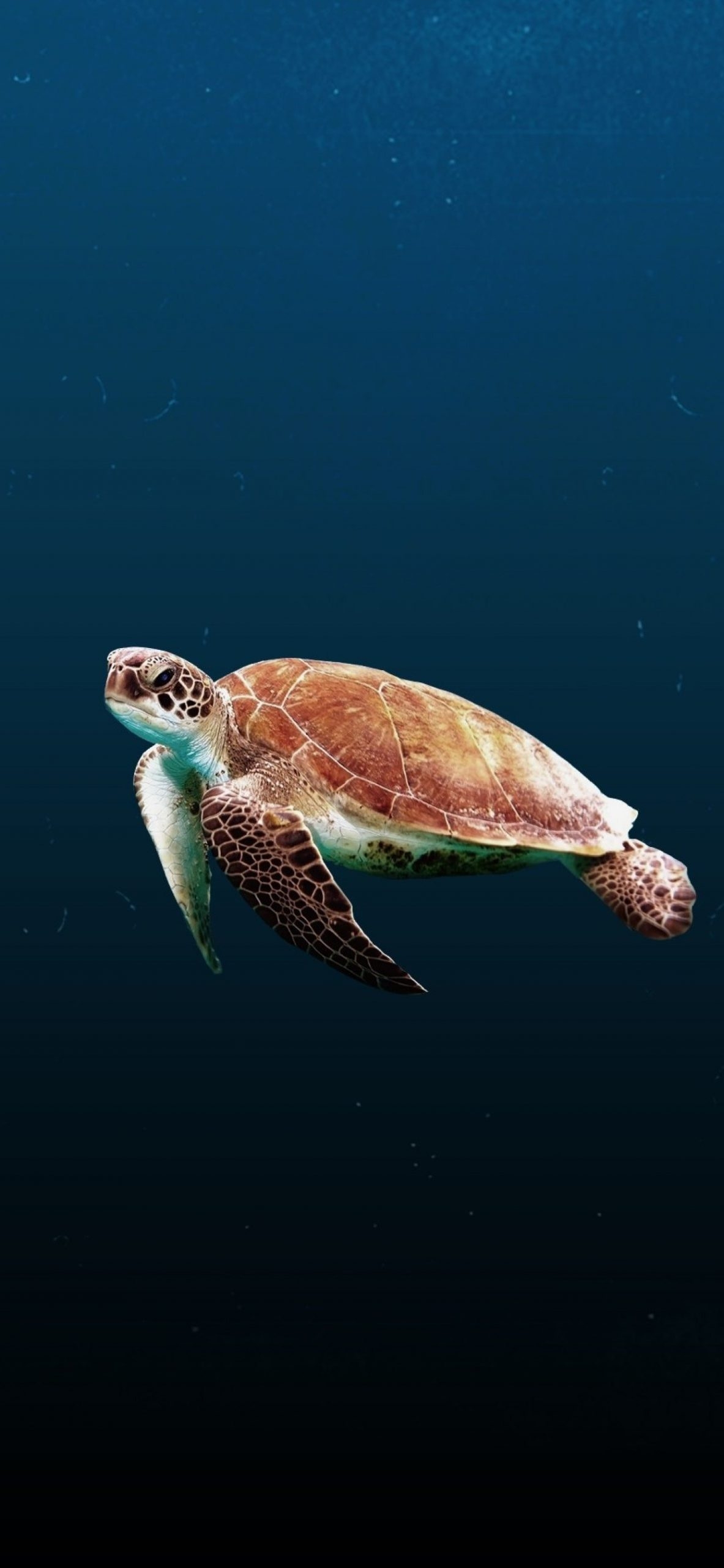 1190x2560 Turtle Wallpaper, Phone