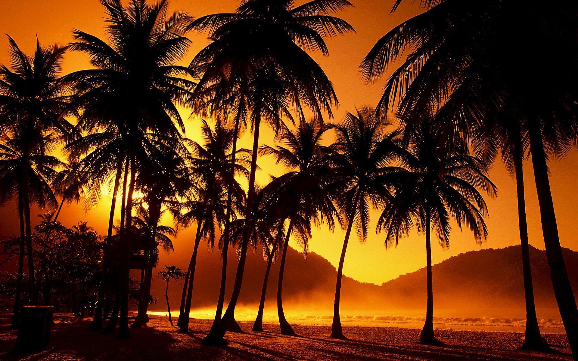 1920x1200 Palm Trees Wallpaper, Desktop