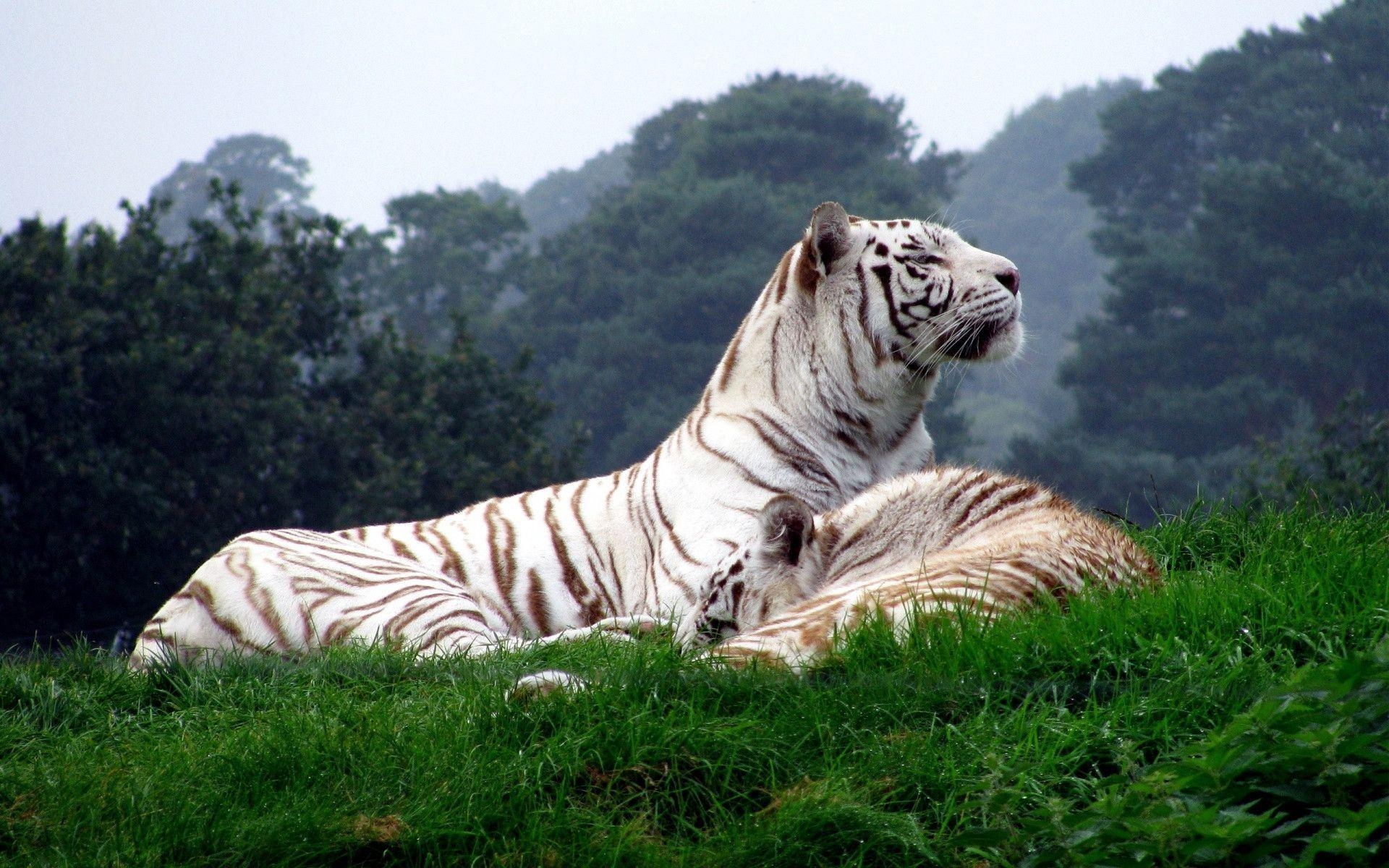 1920x1200 White Tigers Wallpaper Full HD, Desktop