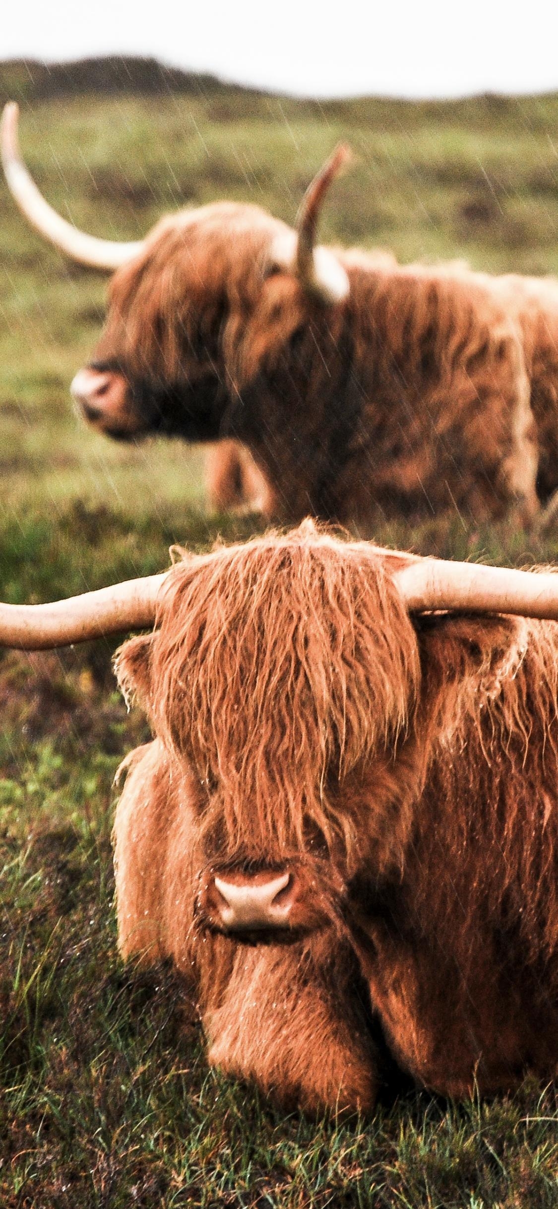 1130x2440 Highland Cattle Phone Wallpaper, Phone