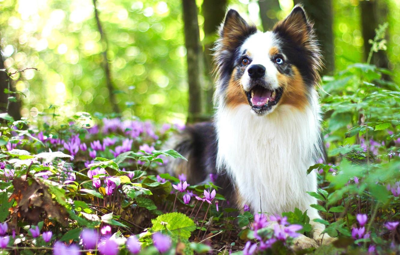 1340x850 Wallpaper greens, forest, look, flowers, nature, pose, background, Desktop