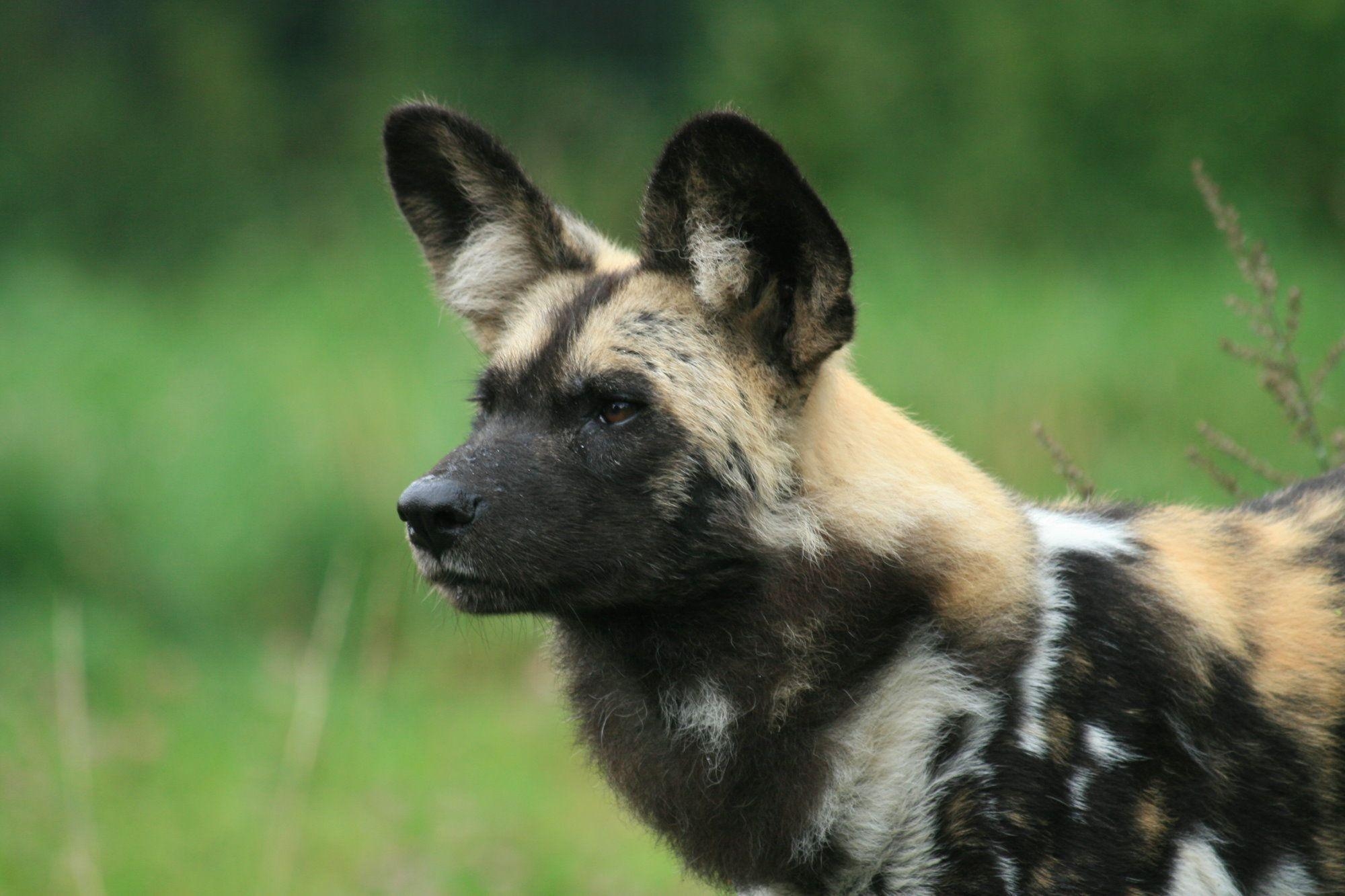 2000x1340 AFRICAN WILD DOG 1485 HD WALLPAPER BACKGROUNDS, Desktop