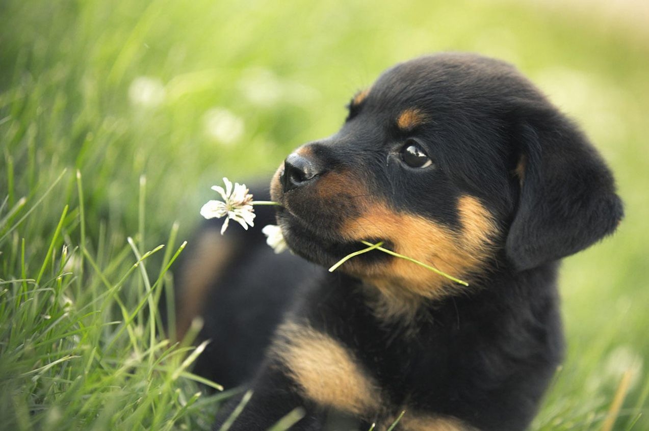 1280x850 Spring Puppy Wallpaper, Desktop