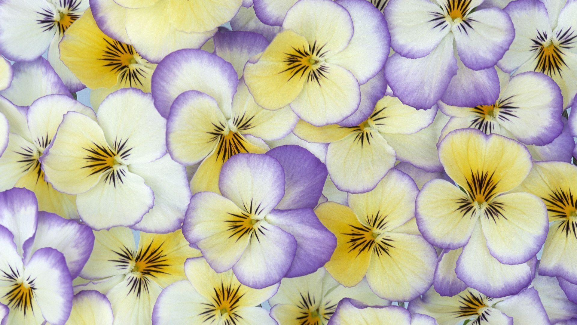 1920x1080 Pansy Flower Wallpaper, Desktop