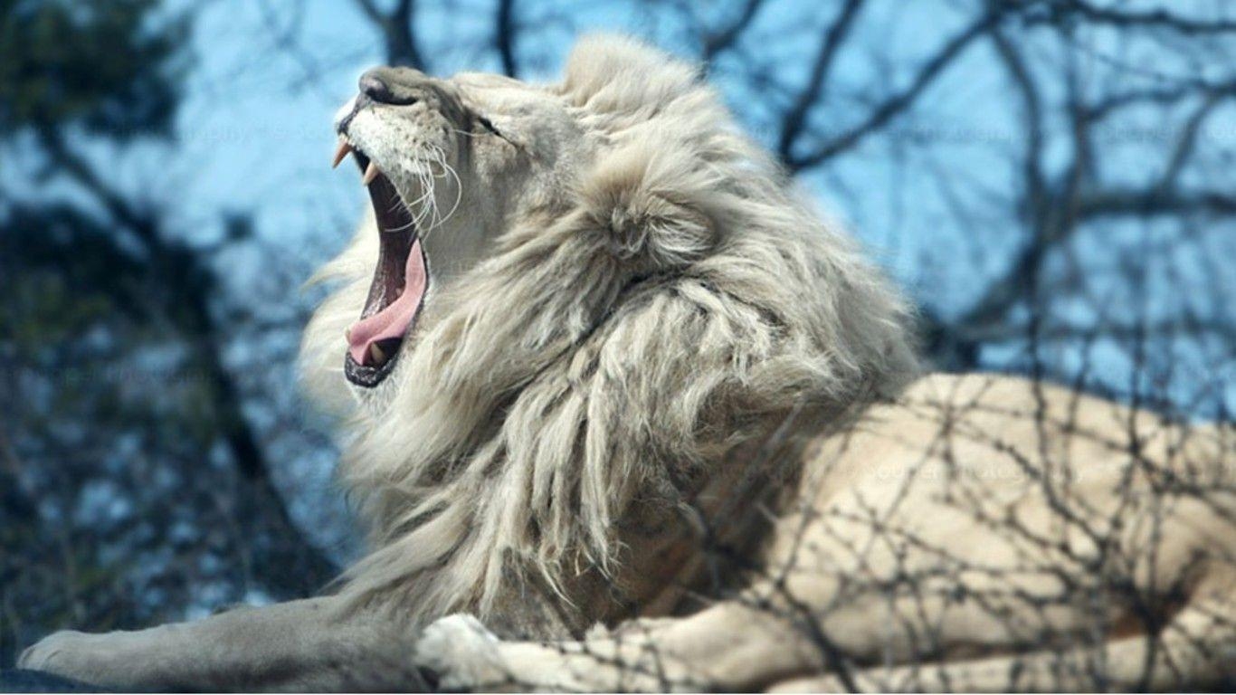 1370x770 White Lion Wallpaper 3D, Desktop