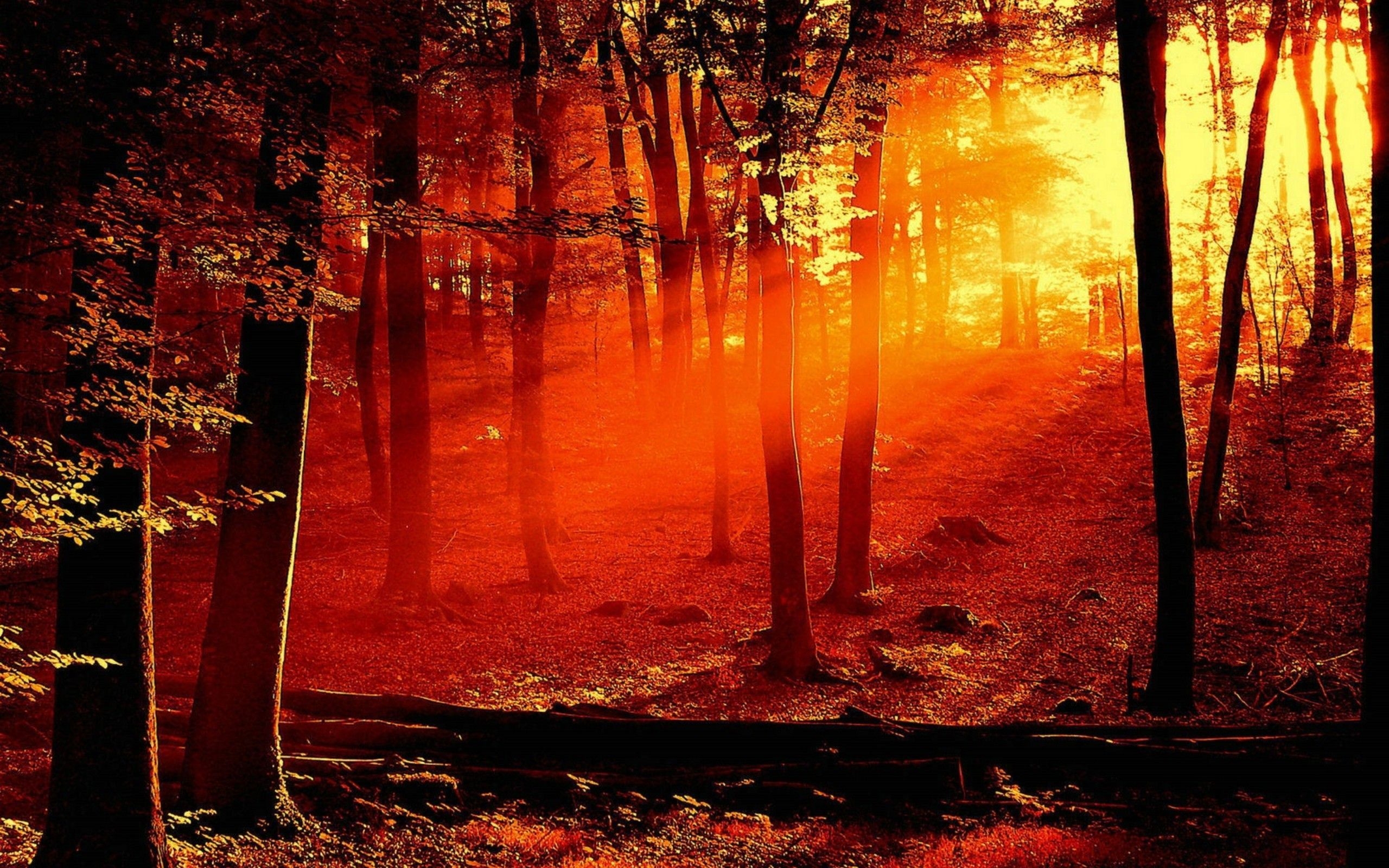 2560x1600 Blinding orange. Sunrise wallpaper, Nature wallpaper, Painting, Desktop