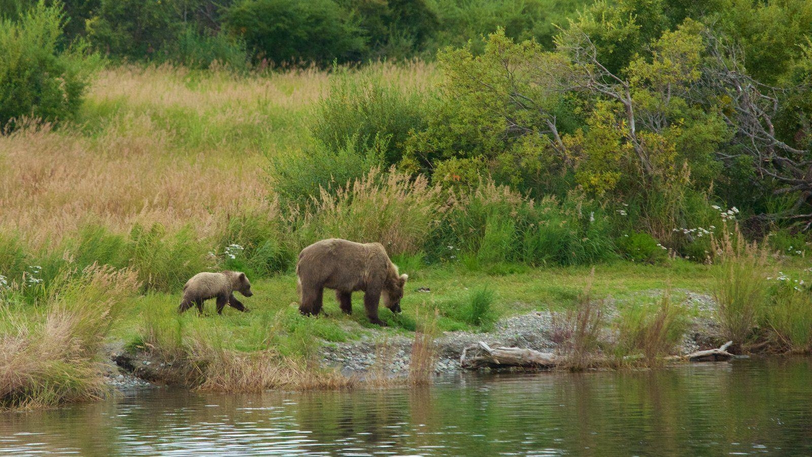 1600x900 Animal picture: View image of Katmai National Park and Preserve, Desktop