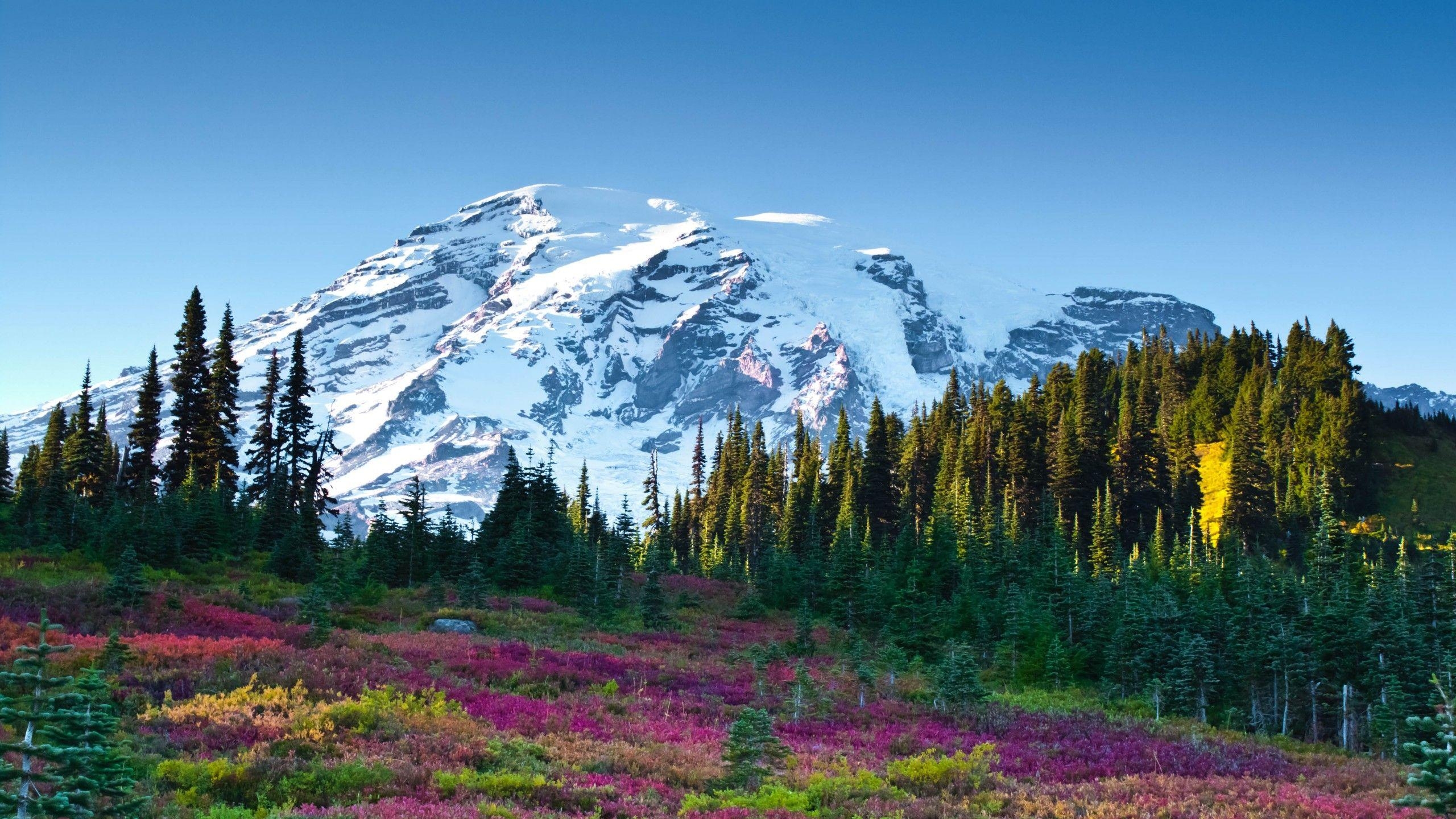 2560x1440 Wallpaper Mount Adams, Mount Rainier National Park, 4K, Nature, Desktop