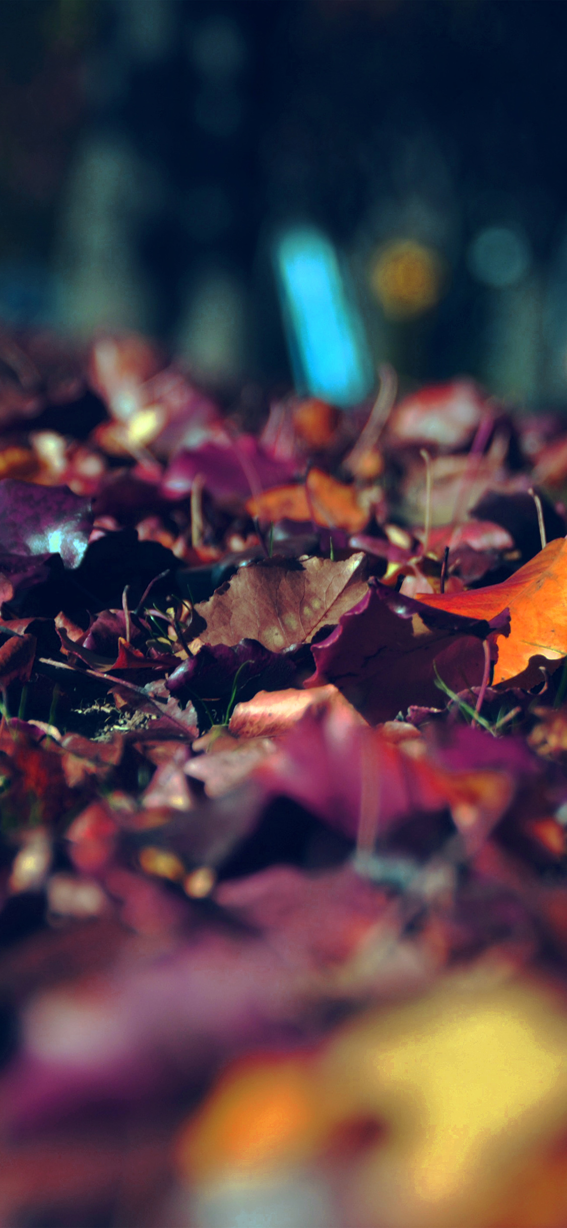 1130x2440 iPhone X wallpaper. fall mountain leaf brown bokeh nature dark blue, Phone