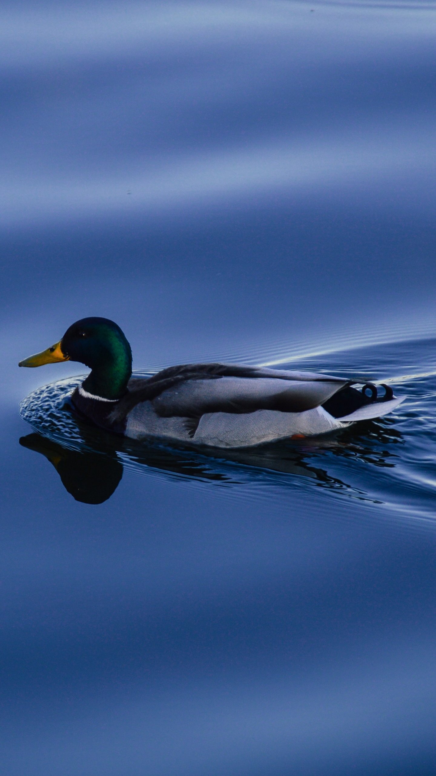 1440x2560 Duck on Blue Water Wallpaper, Android & Desktop Background, Phone