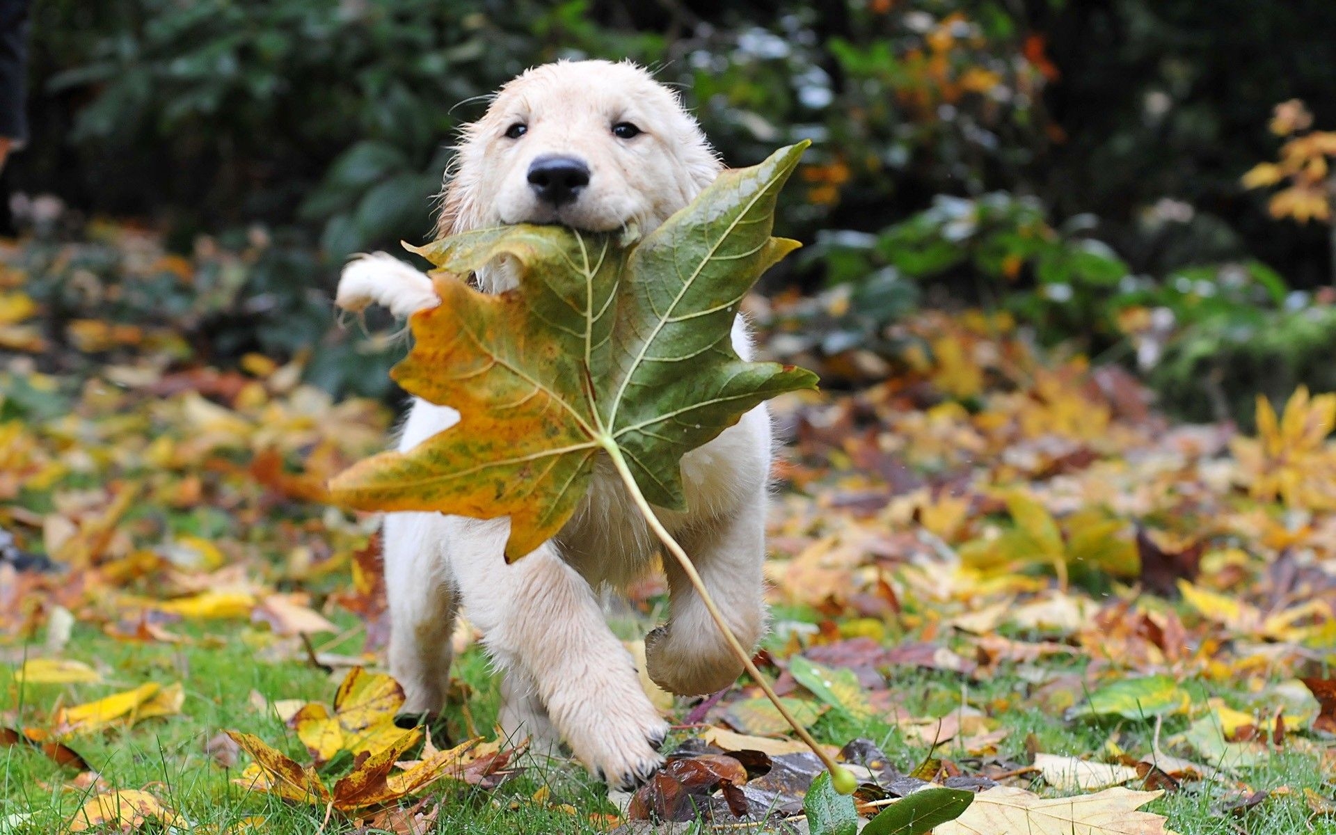 1920x1200 Fall Animal Wallpaper, Desktop