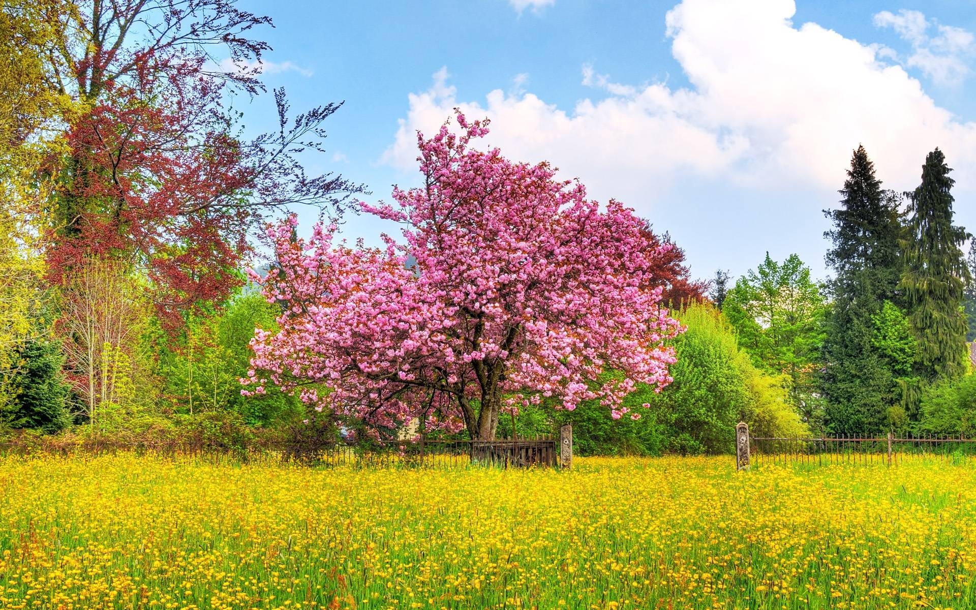 1920x1200 Pink Trees Wallpaper, Desktop