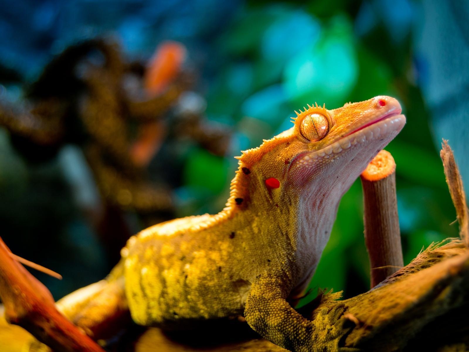 1600x1200 Gecko Wallpaper 1 X 3072, Desktop