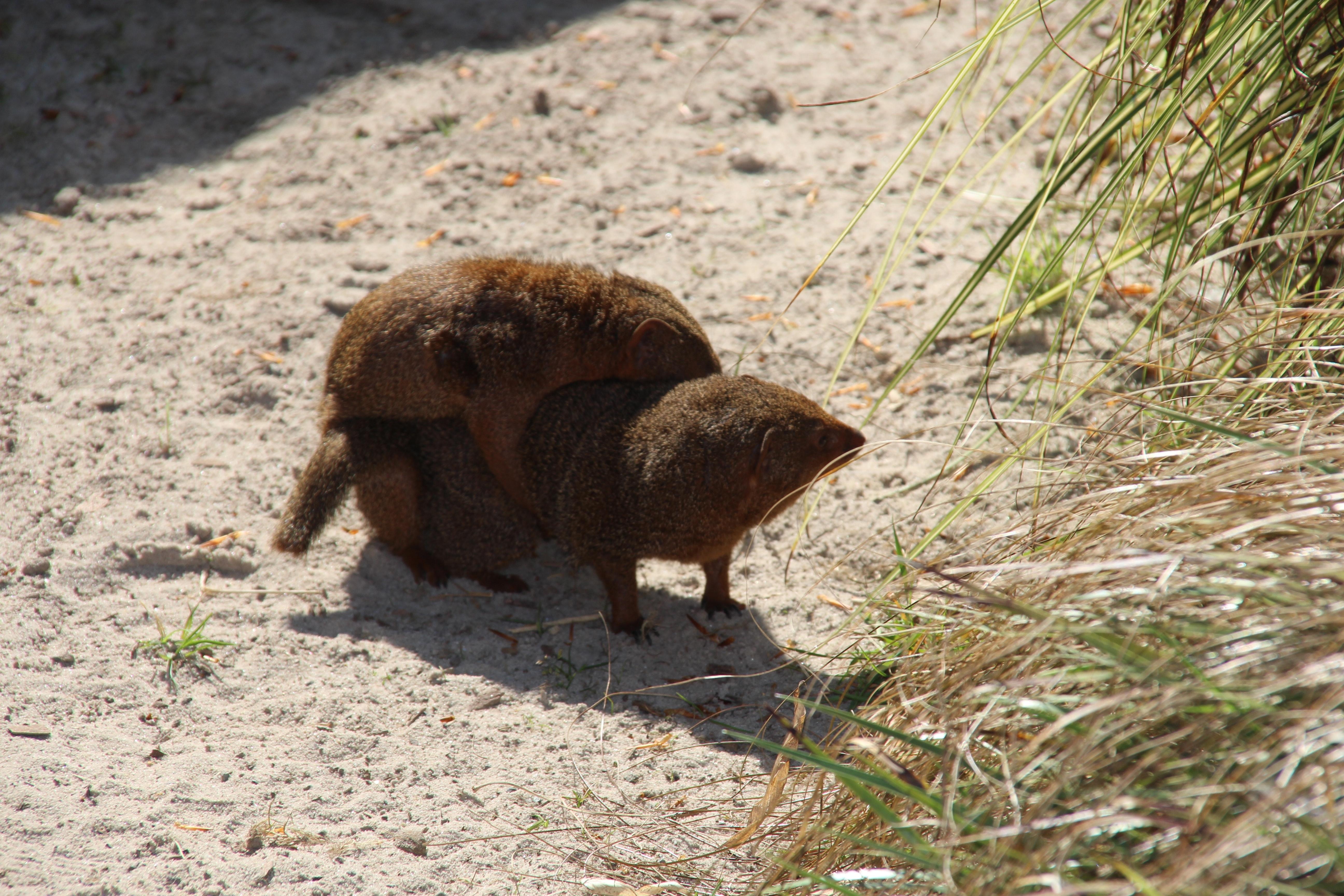 5190x3460 Free of animal, mongoose, mongooses, Desktop