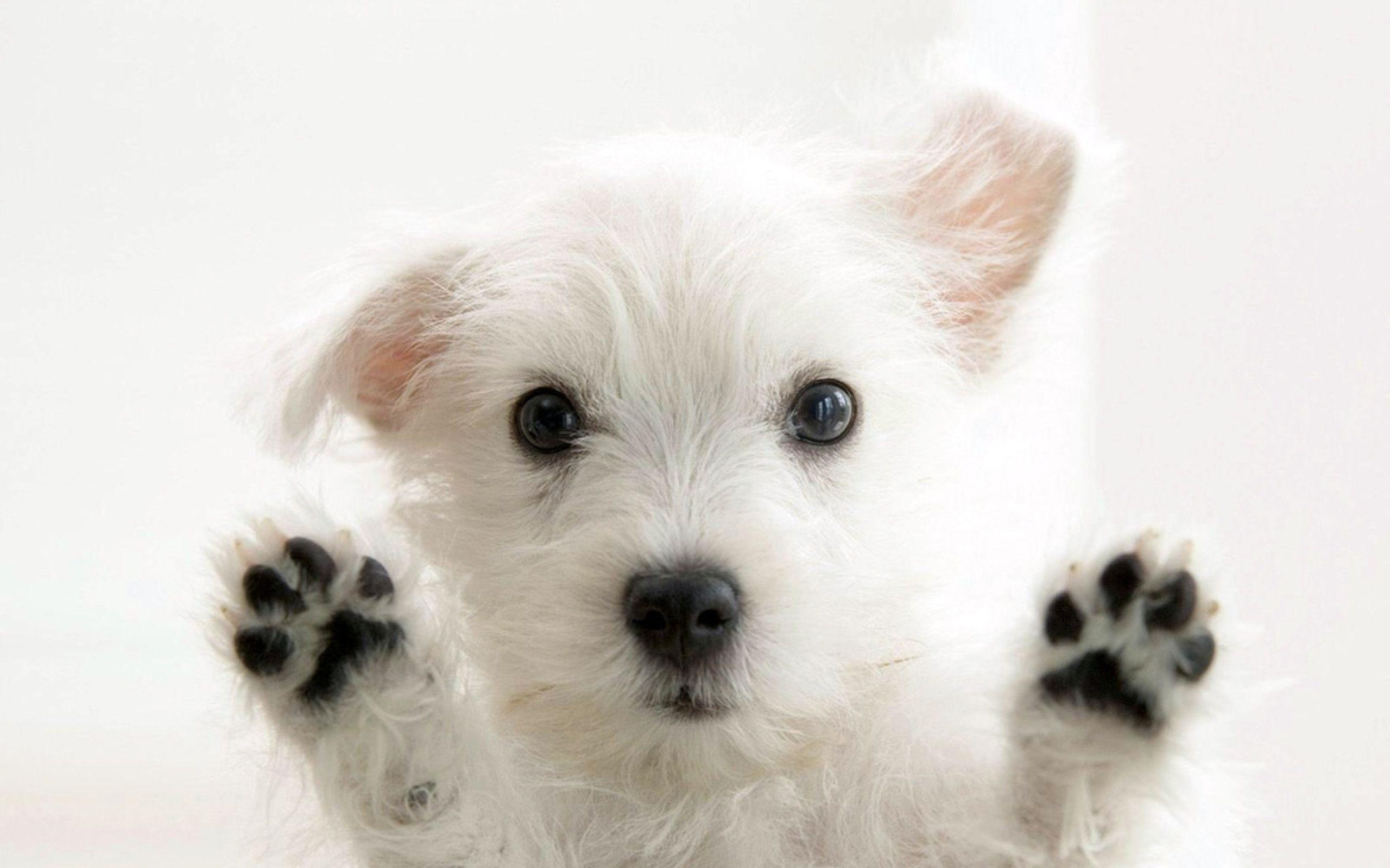 2560x1600 Puppy Wallpaper Wallpaper Inn, Desktop