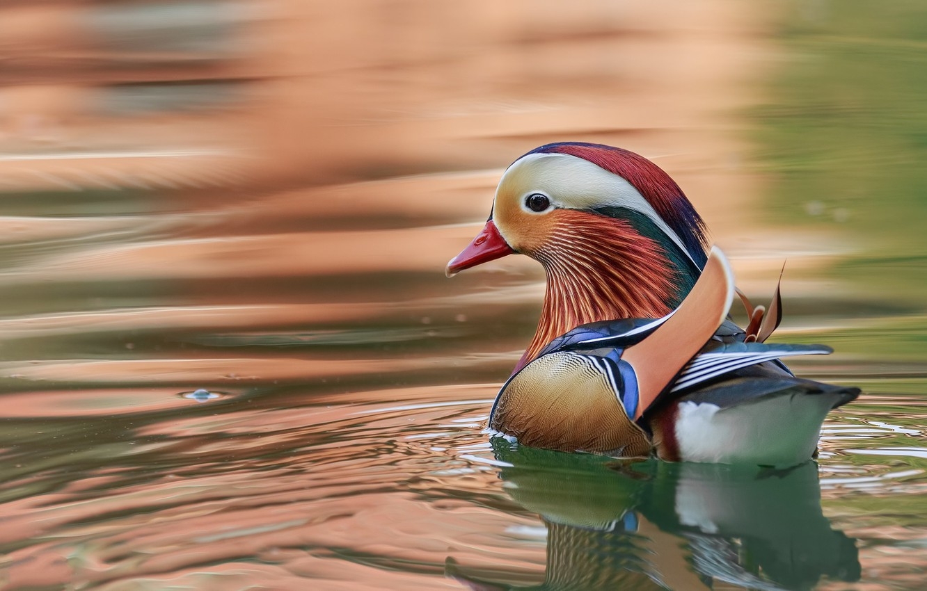 1340x850 Wallpaper water, ruffle, duck, Mandarin duck image for desktop, section животные, Desktop